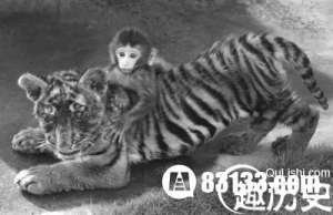 走进十二生肖猴子与老虎 揭秘其中的秘密传说
