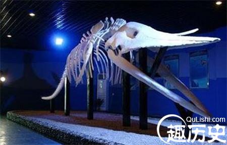 900万年前鲸鱼墓地被发现：鲸鱼均为中毒死亡