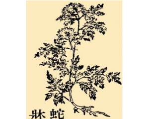 本草纲目·第八卷·草部·蛇床原文是什么内容？