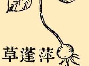 本草纲目·第八卷·草部·萍蓬草具体内容是什么？