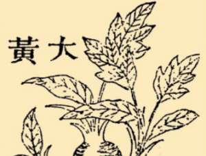本草纲目·第八卷·草部·大黄原文是什么内容？