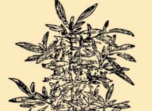 本草纲目·第八卷·草部·地肤原文是什么内容？