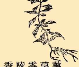 本草纲目·第八卷·草部·薰草、零陵香原文是什么内容？