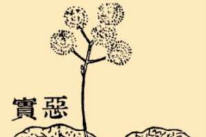 本草纲目·第八卷·草部·恶实原文是什么内容？