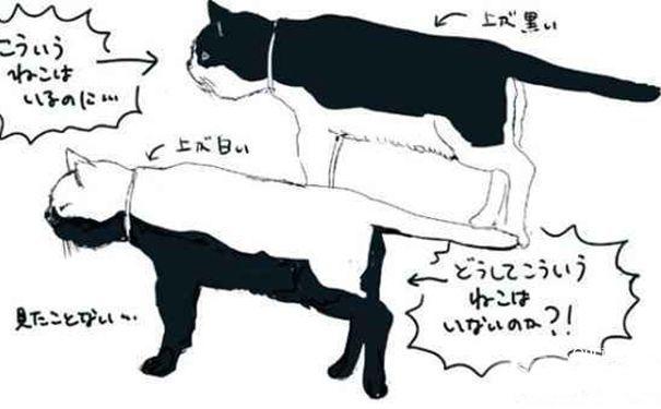 揭秘世上有白背黑肚的猫吗-其中有何奥秘