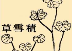 本草纲目·第八卷·草部·积雪草具体内容是什么？