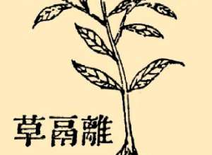 本草纲目·第八卷·草部·离鬲草原文是什么内容？