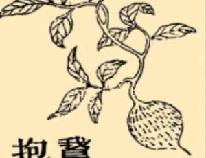 本草纲目·第八卷·草部·鹅抱原文是什么内容？