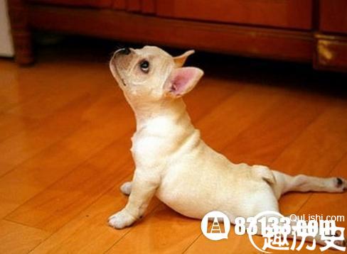 走进十二生肖的故事  揭秘生肖狗的来历传说
