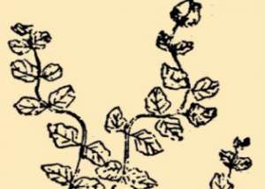 本草纲目·第八卷·草部·菟丝子具体内容是什么？