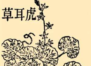 本草纲目·第八卷·草部·虎耳草原文是什么内容？