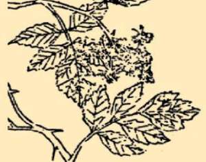 本草纲目·第八卷·草部·覆盆子具体内容是什么？