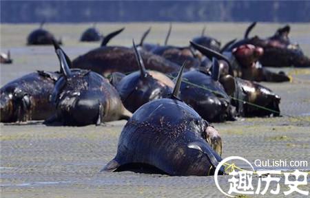 900万年前鲸鱼墓地被发现：鲸鱼均为中毒死亡