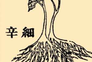 本草纲目·第八卷·草部·细辛具体内容是什么？
