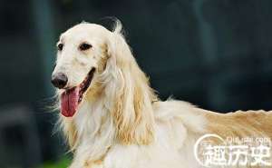 揭秘世界上智商最低的狗品种-阿富汗猎犬