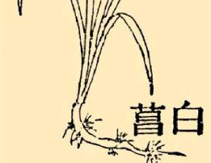 本草纲目·第八卷·草部·白昌具体内容是什么？