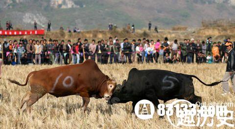 走进仡佬族牛王节 揭秘牛王节的传说与由来