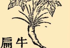 本草纲目·第八卷·草部·牛扁原文是什么内容？