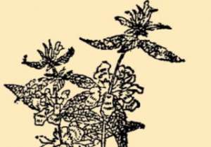 本草纲目·第八卷·草部·水苏原文是什么内容？