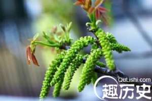 羌族山珍简介 羌族特产核桃花是怎样的