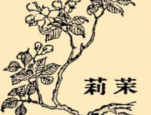 本草纲目·第八卷·草部·茉莉原文是什么内容？