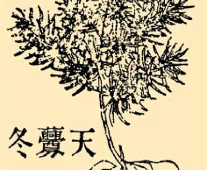 本草纲目·第八卷·草部·天门冬具体内容是什么？
