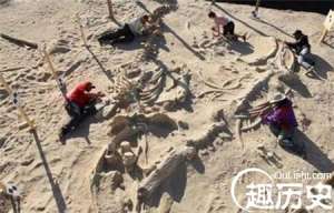900万年前鲸鱼墓地被发现：鲸鱼均为中毒死亡