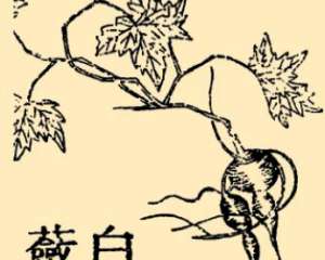 本草纲目·第八卷·草部·白蔹具体内容是什么？