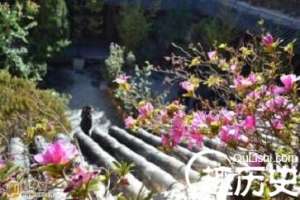 为什么说白族与花有着很深厚的情谊