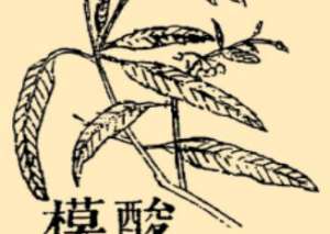 本草纲目·第八卷·草部·酸模原文是什么内容？