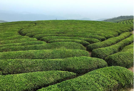 探索茶叶的起源与分布，史料中是如何记载的？