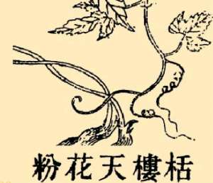 本草纲目·第八卷·草部·栝楼具体内容是什么？