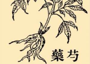 本草纲目·第八卷·草部·芍药具体内容是什么？
