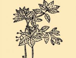 本草纲目·第八卷·草部·醉鱼草具体内容是什么？