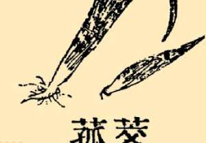 本草纲目·第八卷·草部·茭菰具体内容是什么？