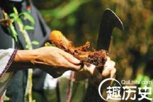 黎族人传统常用草药有哪些？黎族医药学