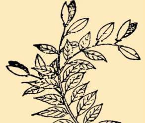 本草纲目·第八卷·草部·连翘原文是什么内容？