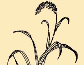 本草纲目·第八卷·草部·香茅原文是什么内容？