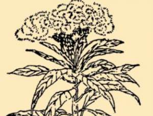 本草纲目·第八卷·草部·鸡冠具体内容是什么？