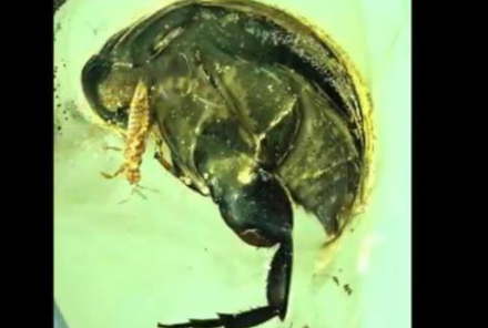 亿年前琥珀花蚤是什么样子的？花蚤是跳蚤的一种吗？