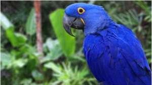 世界上最大的鹦鹉是怎么排名的？鹦鹉体型最大可达到多少？