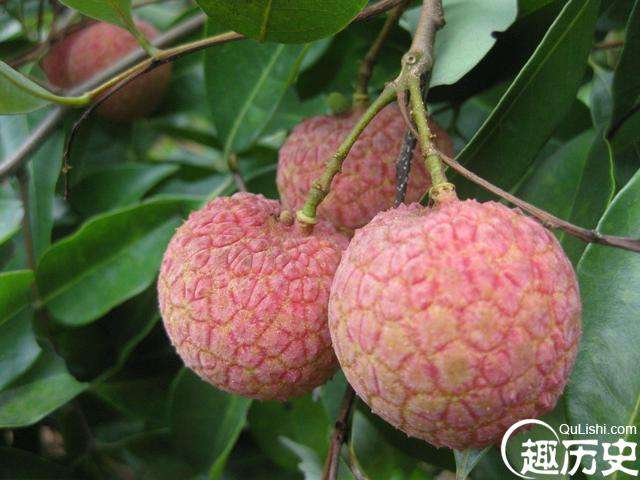 清朝皇帝是如何巧妙地将荔枝运往京城的？一般人三年都想不到！
