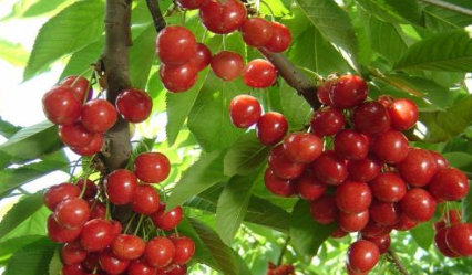 樱桃即中国樱桃，其在现代主要的栽培品种有哪些？