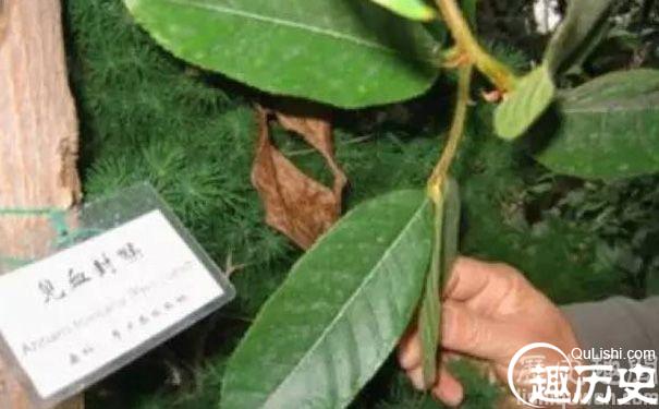 古代的剧毒药物影视剧出现的前三名