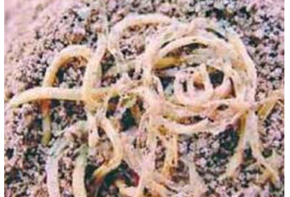 面条作为中国传统主食出现在什么时候？面条的种类又有哪些？