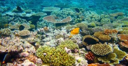 珊瑚礁是怎么形成的？珊瑚礁的形成需要哪些条件？