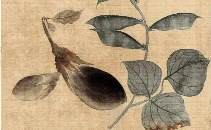 在唐朝时期,茄子除了作为蔬菜之外还有什么作用?