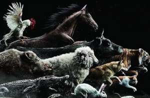 十二生肖是怎么排序的？关于十二生肖排列问题有什么传说？