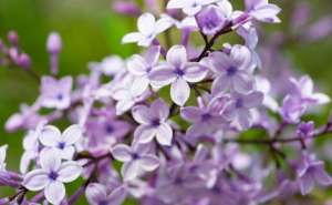 丁香属落叶灌木或小乔木，它在现代有着怎样的生长环境？