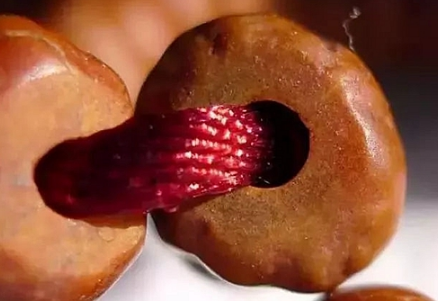 橄榄手串怎么盘玩？戴橄榄手串需要注意什么？